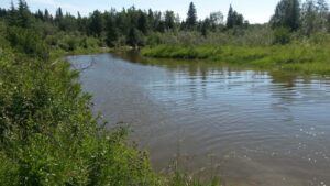 Read more about the article Lobstick River