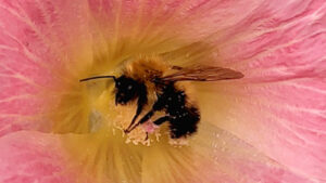 Read more about the article Dealing with bees and wasps
