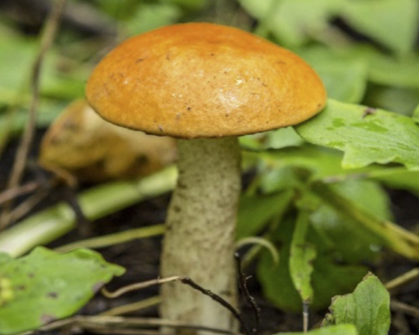 Read more about the article Foraging for mushrooms and berries